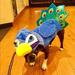 Large Dog Halloween Costume